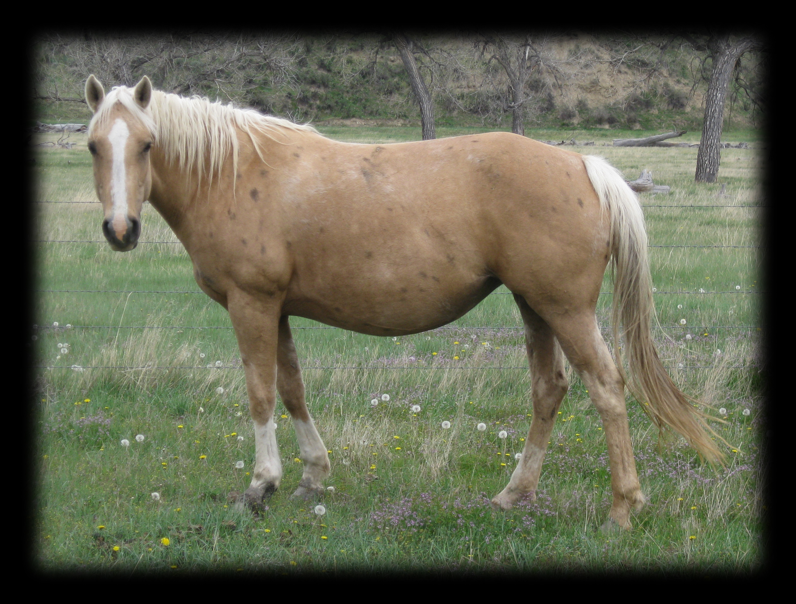 A very Pregnant Shy in Hollywood, Hollywood Gold and Royal King.
